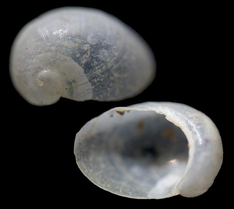 Lamellaria perspicua juv.